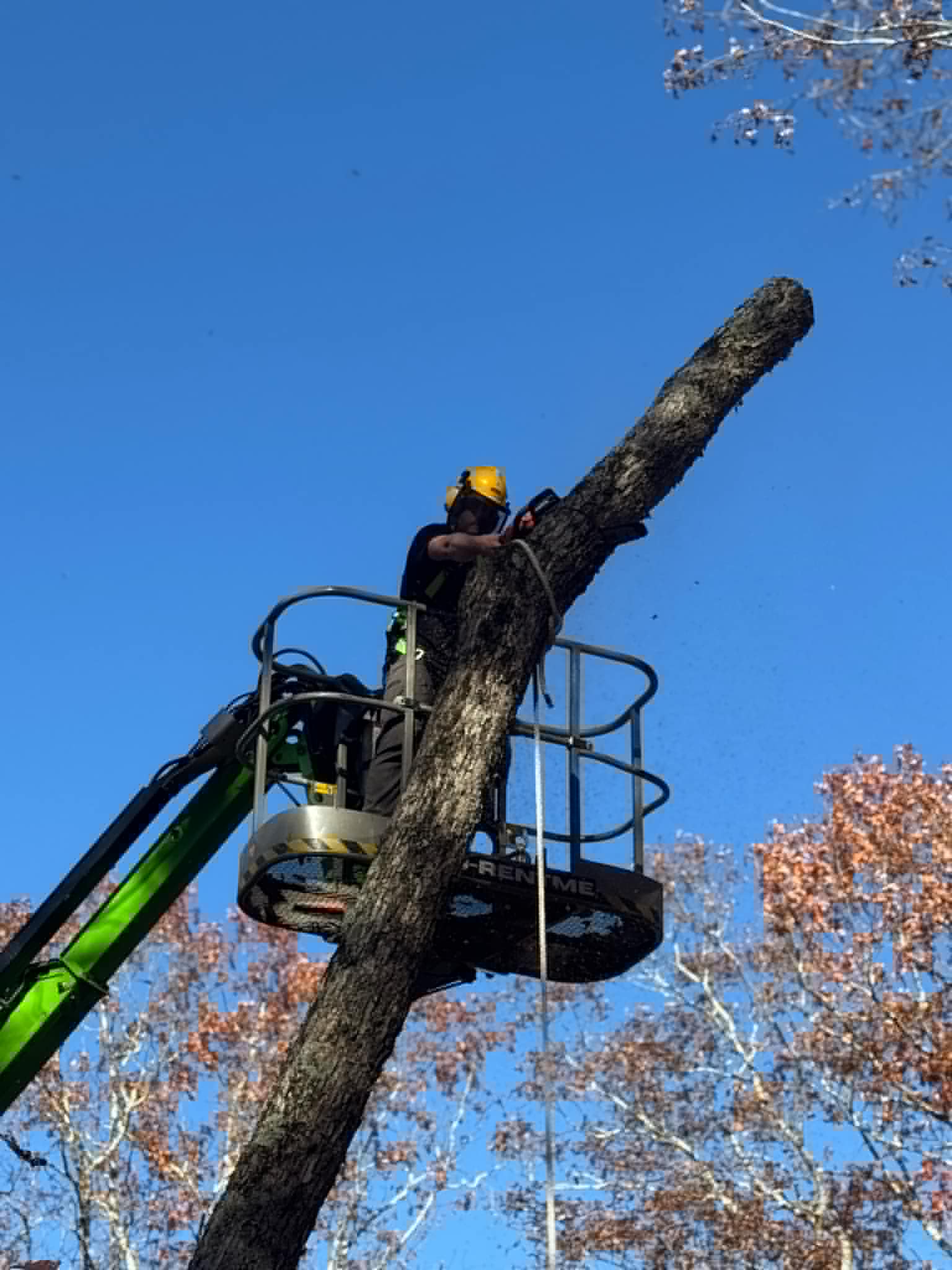 tree removal and trimming shohola pa