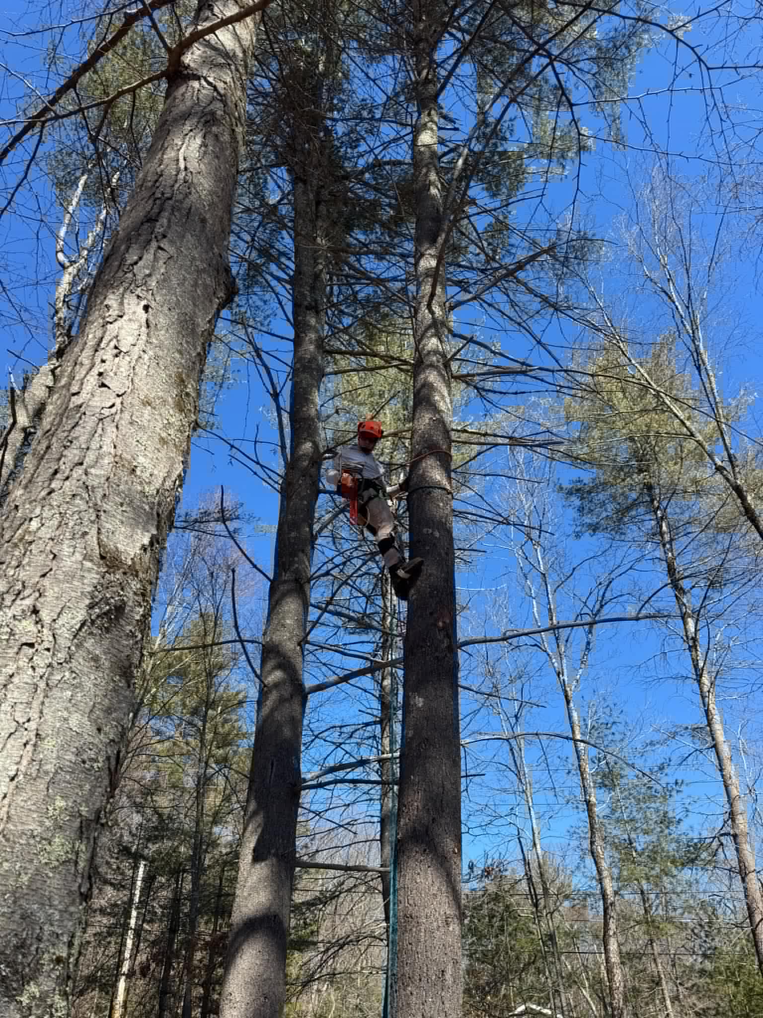 tree removal and trimming in matamoras pa